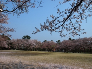 小竹藪」.jpg