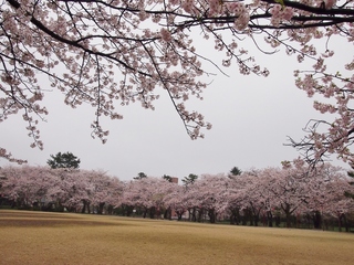 小竹藪広場.jpg