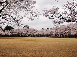 小竹藪広場.jpg