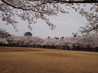 小竹藪広場.jpg