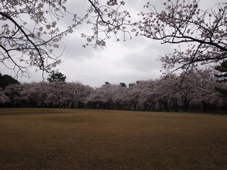 小竹藪広場.jpg