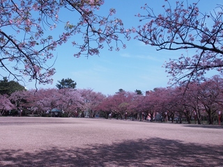 小竹藪広場.jpg