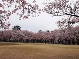 小竹藪広場.jpg