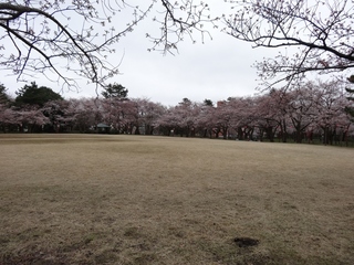 小竹藪広場.jpg