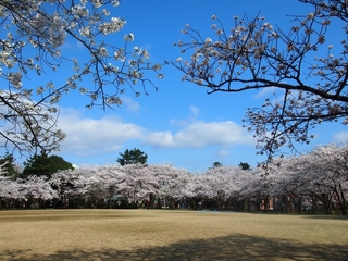小竹藪広場.jpg