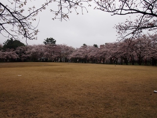 小竹藪広場.jpg