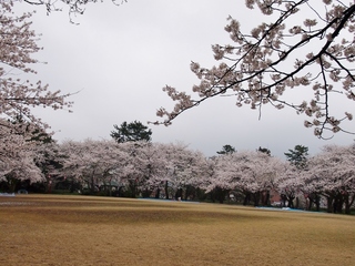 小竹藪広場.jpg