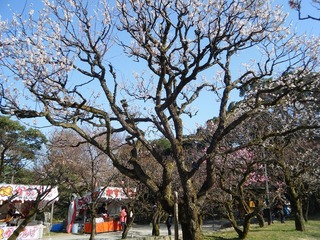 梅DSCF7517.jpg