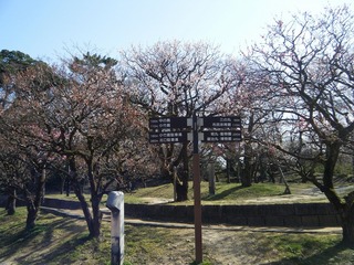 梅DSCF7519.jpg