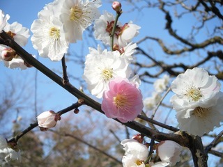 梅DSCF7531.jpg