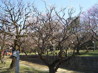 梅DSCF7535.jpg