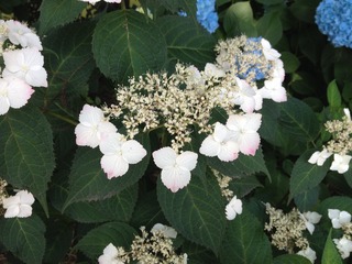 IMG_4725.jpg