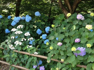 IMG_4730.jpg