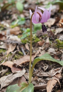 P3162188 (704x1024).jpg