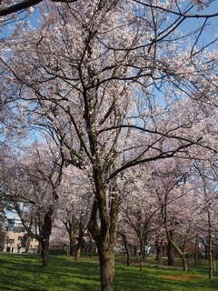 P4022354 (768x1024).jpg